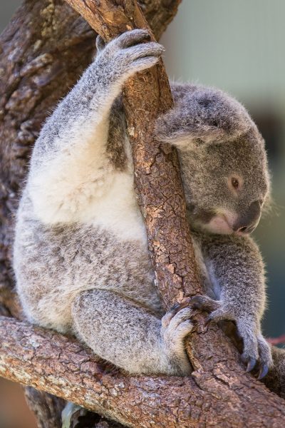 Post11_Australia_2